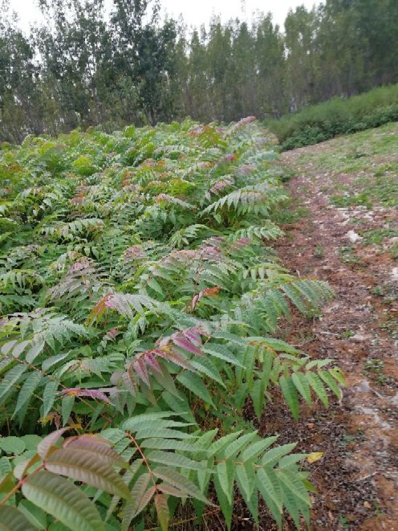 红油6号香椿苗一年苗二年苗三年苗品种好量大从优