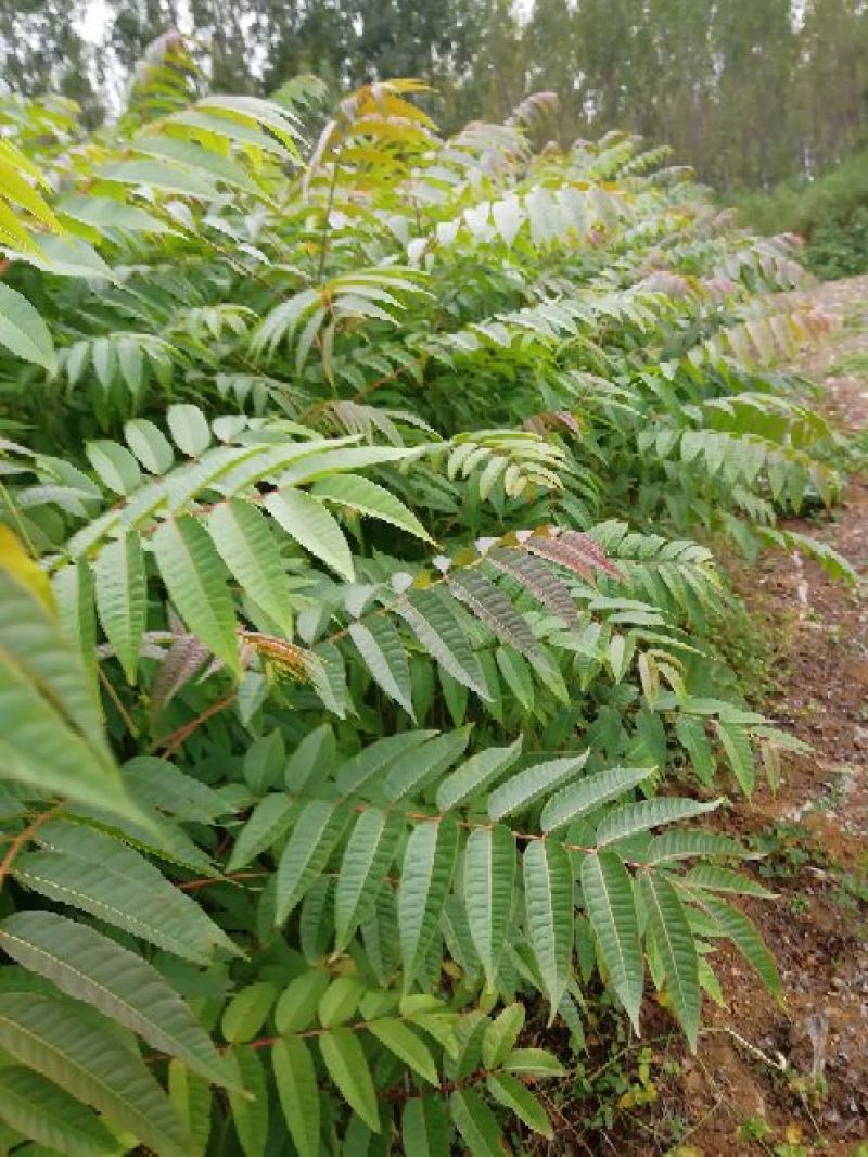 红油6号香椿苗一年苗二年苗三年苗品种好量大从优