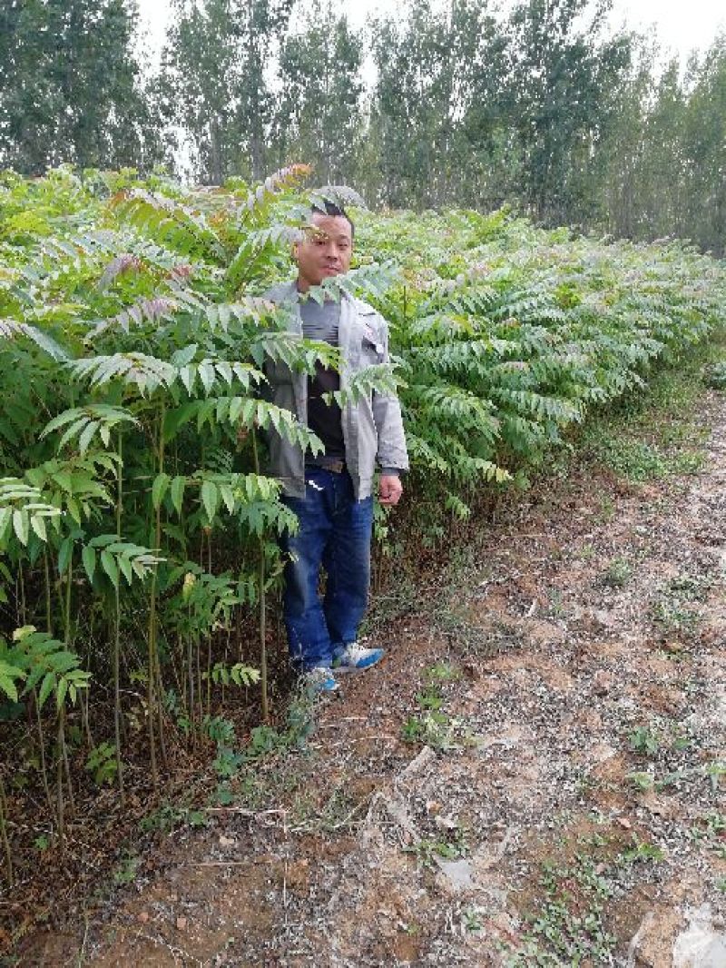 红油6号香椿苗一年苗二年苗三年苗品种好量大从优