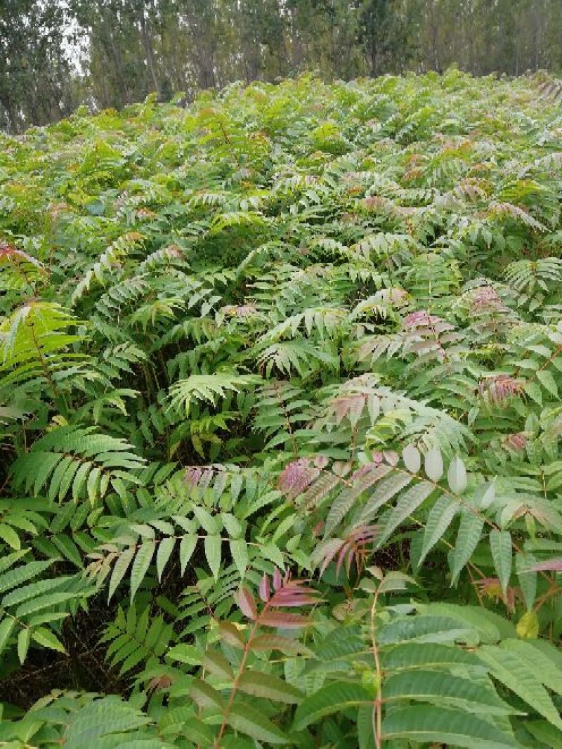 红油6号香椿苗一年苗二年苗三年苗品种好量大从优