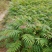 红油6号香椿苗一年苗二年苗三年苗品种好量大从优