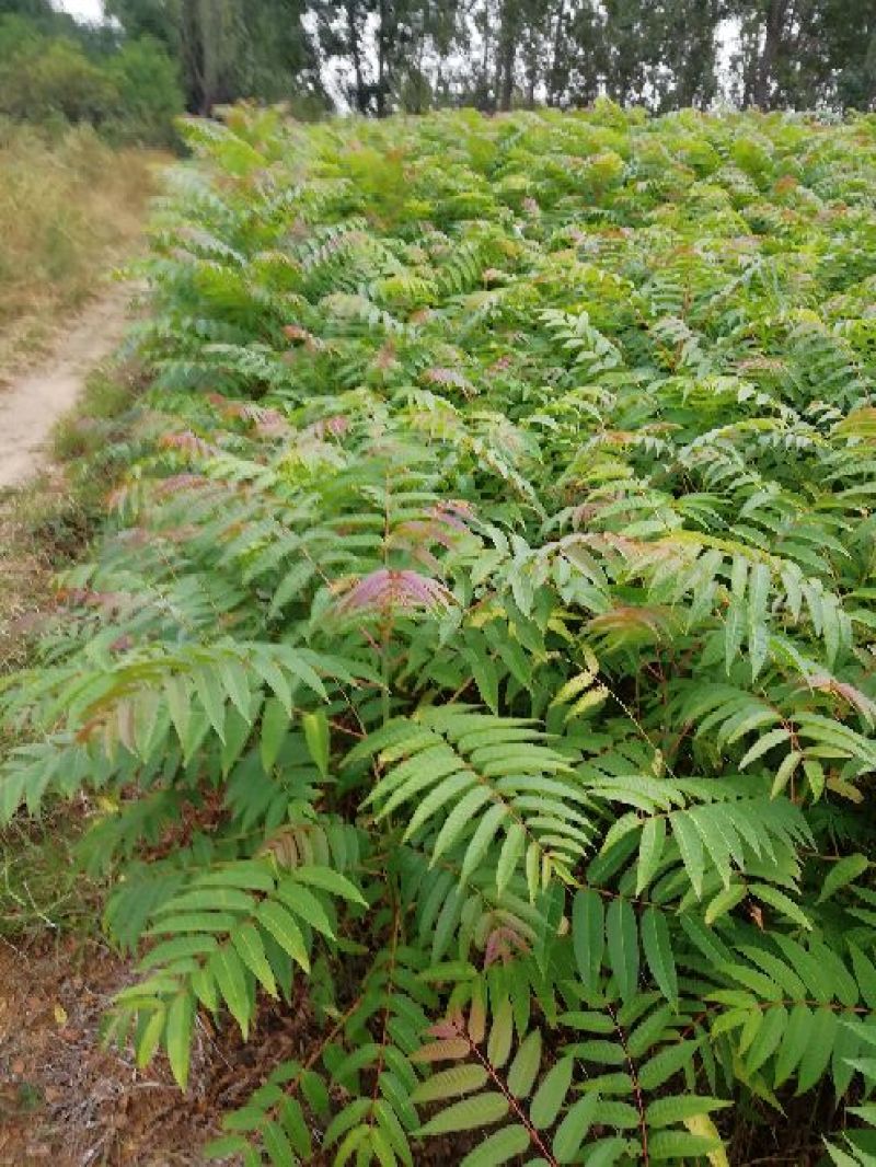 红油6号香椿苗一年苗二年苗三年苗品种好量大从优