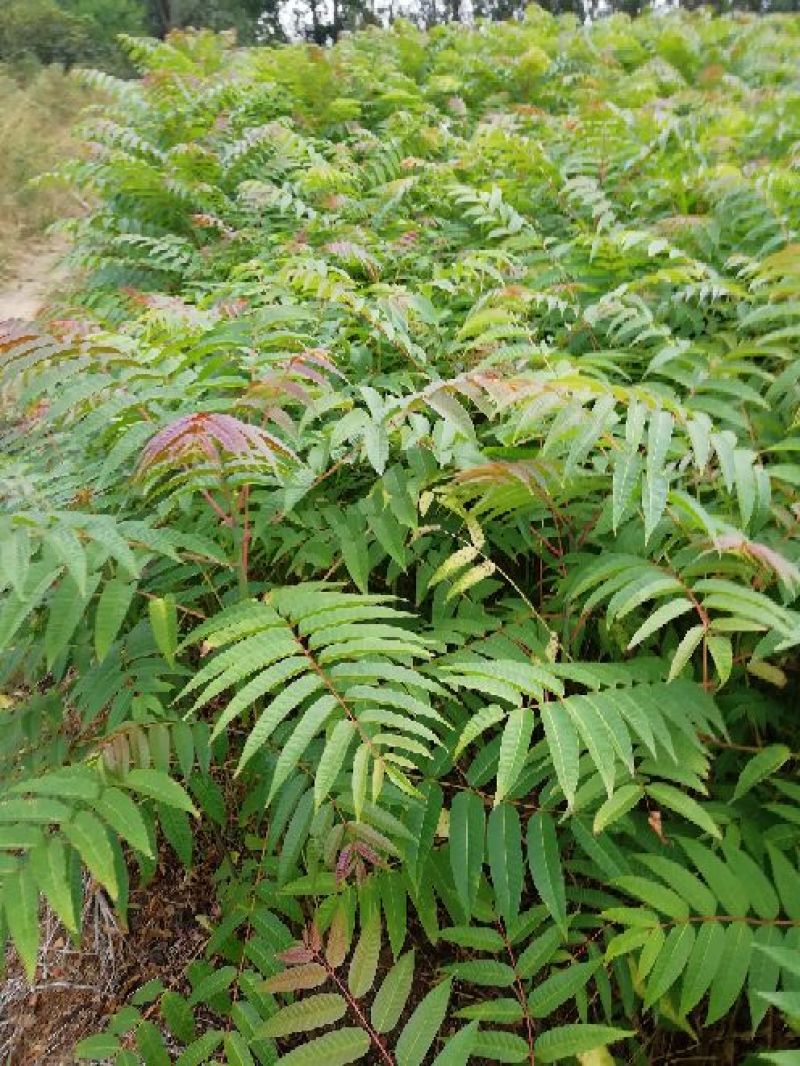 红油6号香椿苗一年苗二年苗三年苗品种好量大从优
