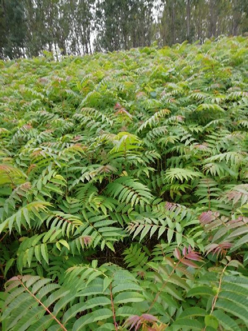红油6号香椿苗一年苗二年苗三年苗品种好量大从优