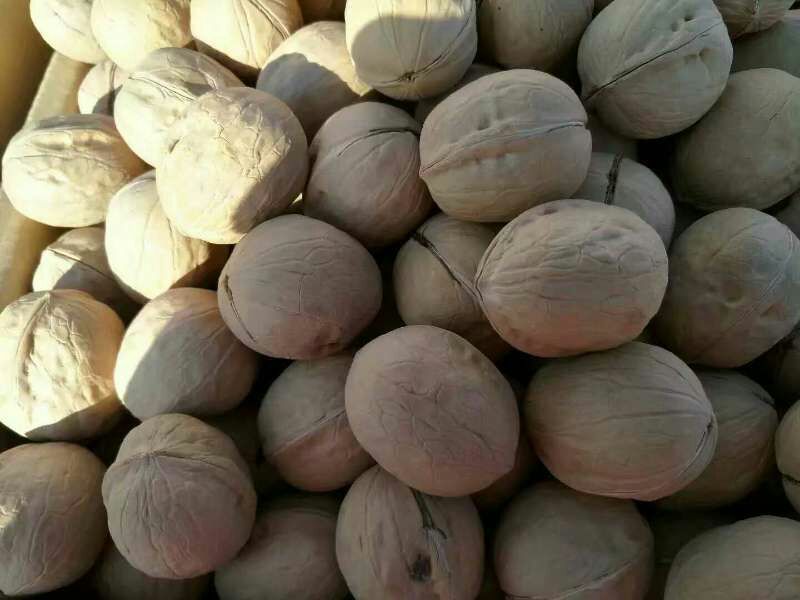 薄皮核桃去皮干
