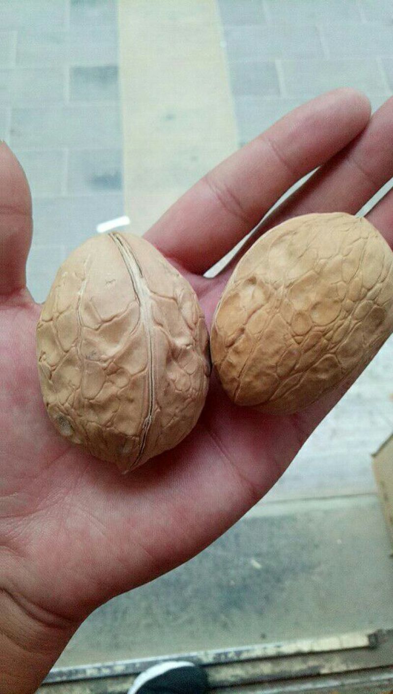 薄皮核桃去皮干