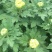 菊花大菊花,千头菊各种盆栽绿化用苗基地批发