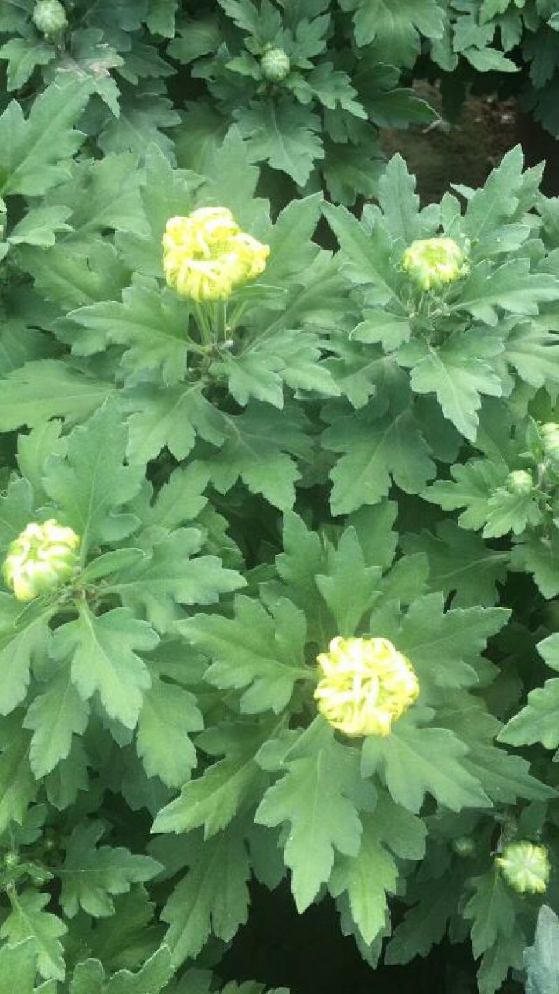 菊花大菊花，千头菊各种盆栽绿化用苗基地批发