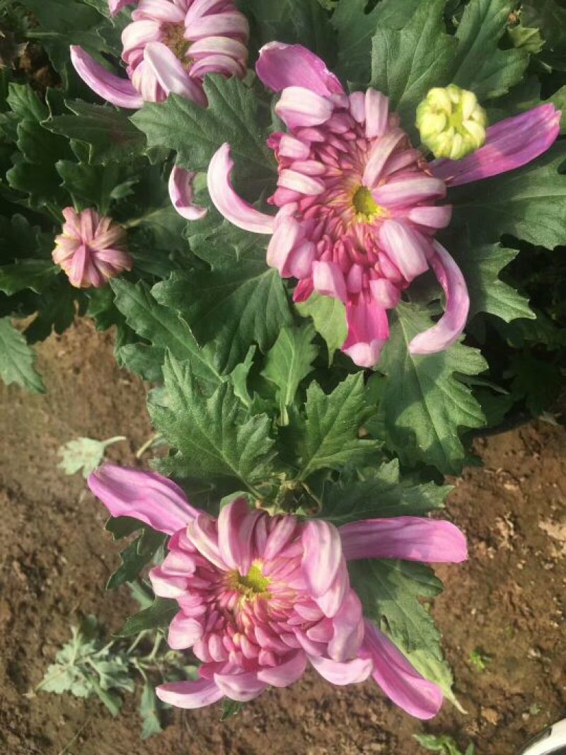 菊花大菊花，千头菊各种盆栽绿化用苗基地批发