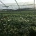 菊花大菊花,千头菊各种盆栽绿化用苗基地批发
