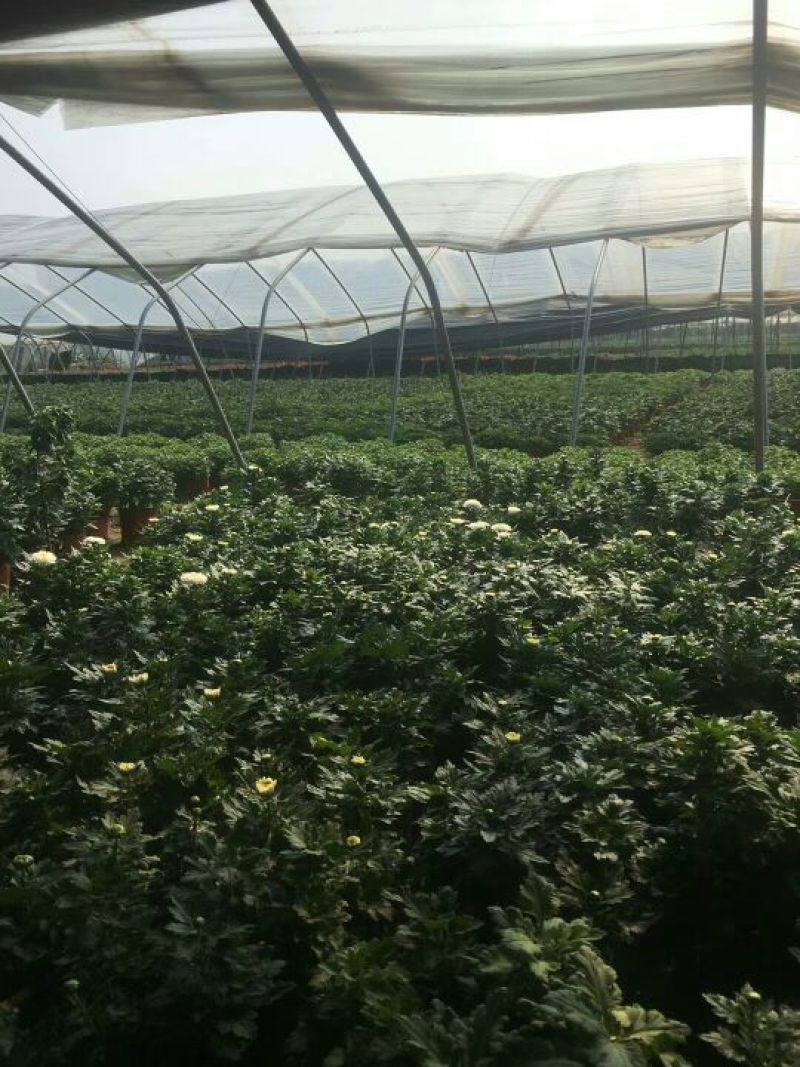 菊花大菊花，千头菊各种盆栽绿化用苗基地批发