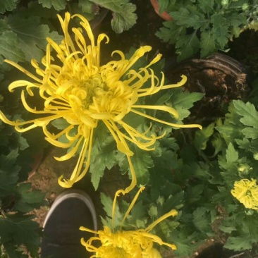 菊花大菊花,千头菊各种盆栽绿化用苗基地批发