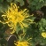 菊花大菊花,千头菊各种盆栽绿化用苗基地批发