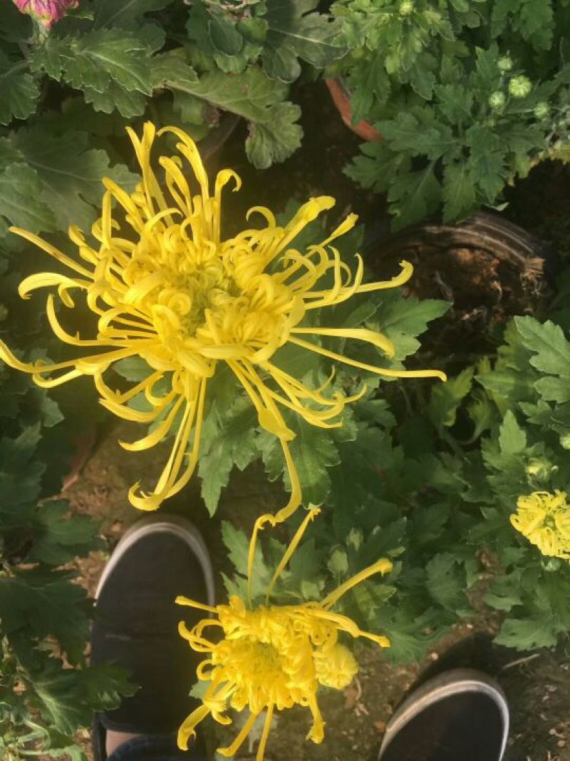 菊花大菊花，千头菊各种盆栽绿化用苗基地批发