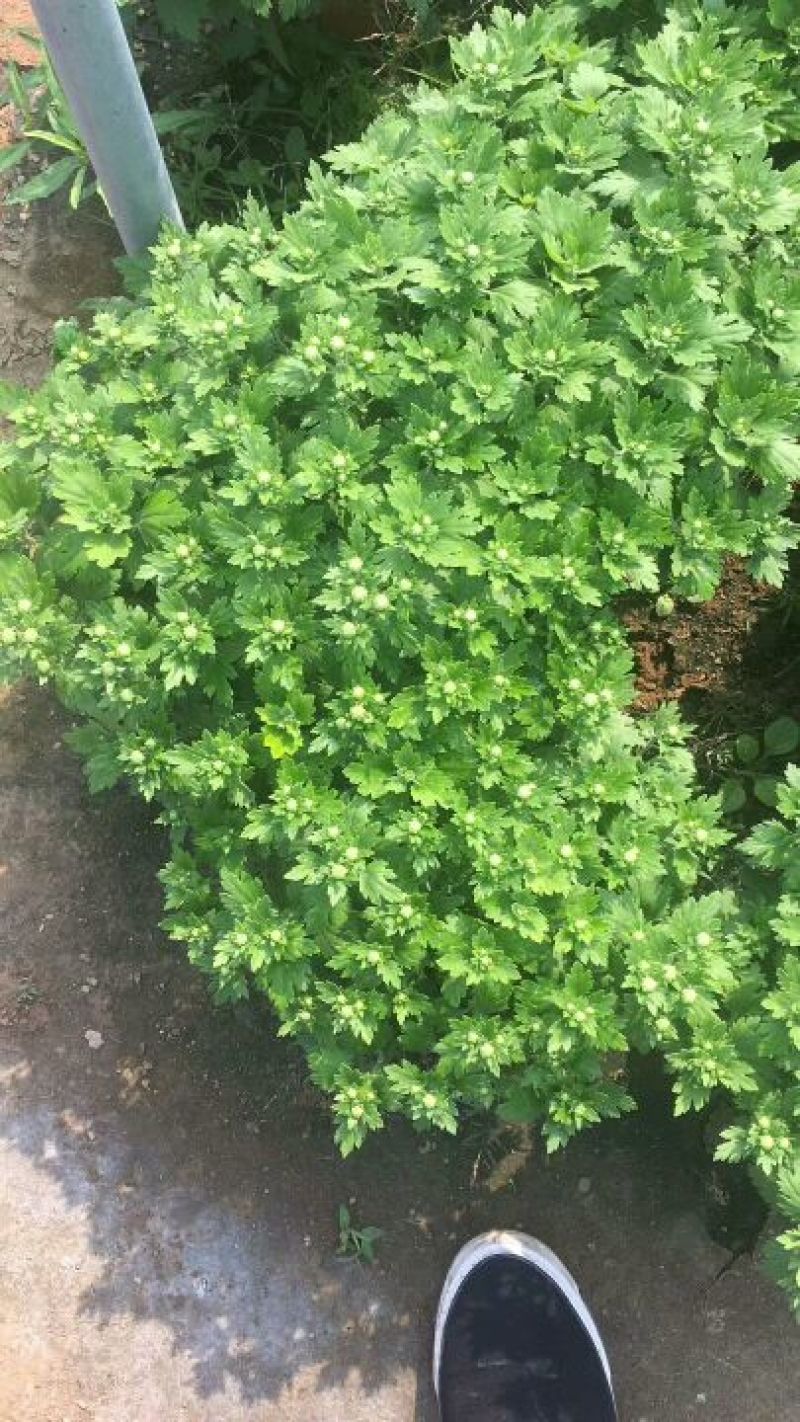 菊花大菊花，千头菊各种盆栽绿化用苗基地批发