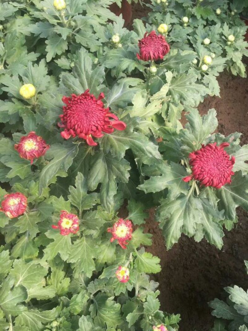 菊花大菊花，千头菊各种盆栽绿化用苗基地批发