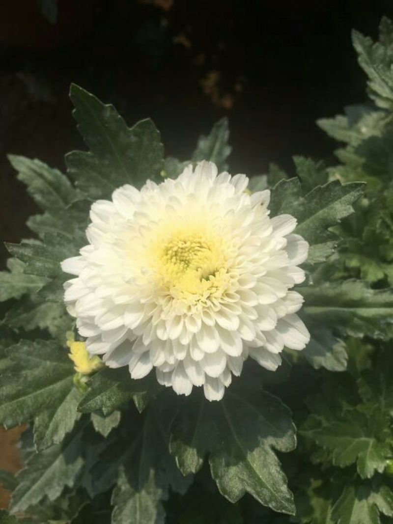 菊花大菊花，千头菊各种盆栽绿化用苗基地批发