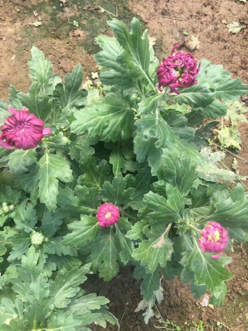 菊花大菊花，千头菊各种盆栽绿化用苗基地批发