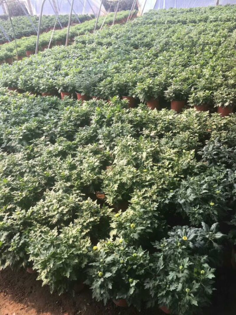 菊花大菊花，千头菊各种盆栽绿化用苗基地批发