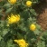 菊花大菊花,千头菊各种盆栽绿化用苗基地批发