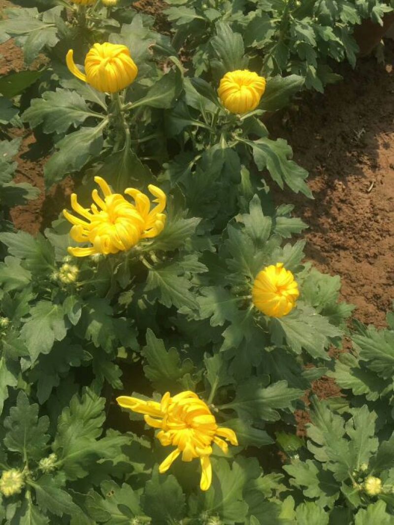 菊花大菊花，千头菊各种盆栽绿化用苗基地批发