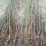 映霜红桃苗40~50cm