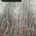 映霜红桃苗40~50cm