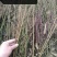 映霜红桃苗40~50cm