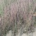 映霜红桃苗40~50cm