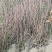 映霜红桃苗40~50cm