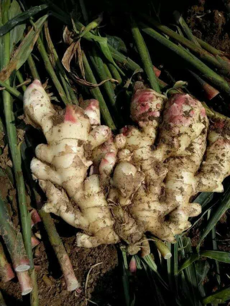 鲜姜批发现挖新姜品质好基地出货