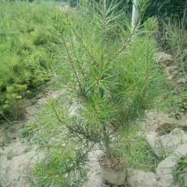 白皮松50~80cm