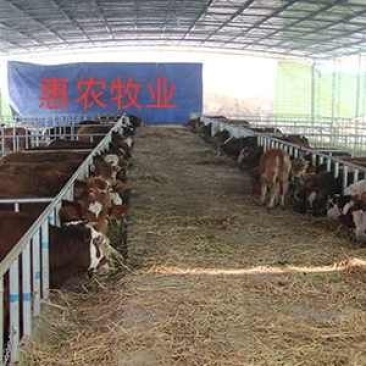 西门塔尔400~600斤