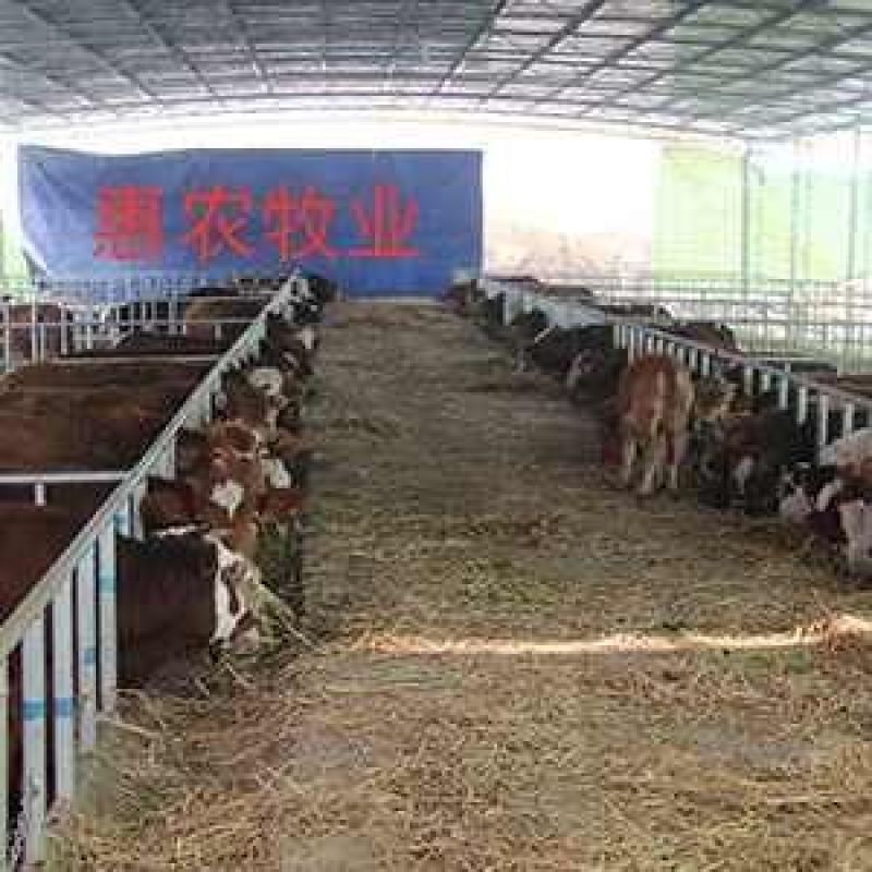 西门塔尔400~600斤