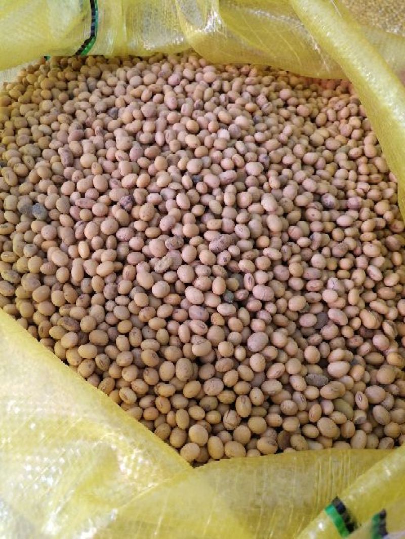 豆腐湿豆腐