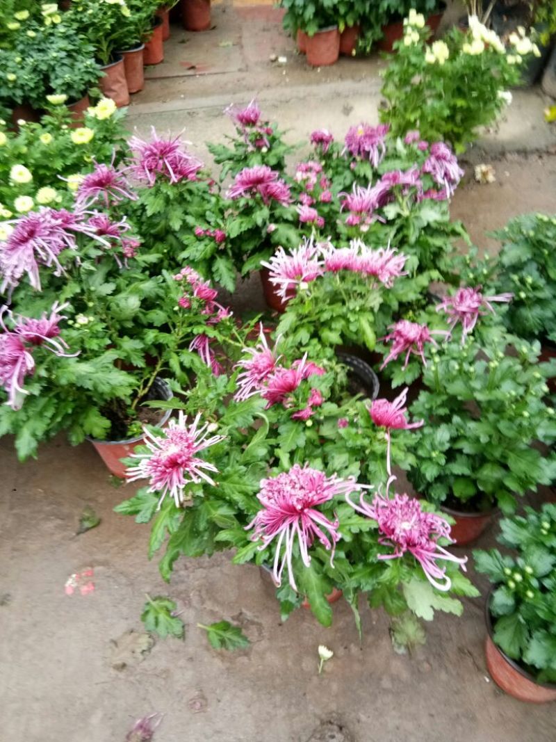 菊花菊花苗包邮大菊花盆栽室内外庭院阳台花卉绿植物四季开