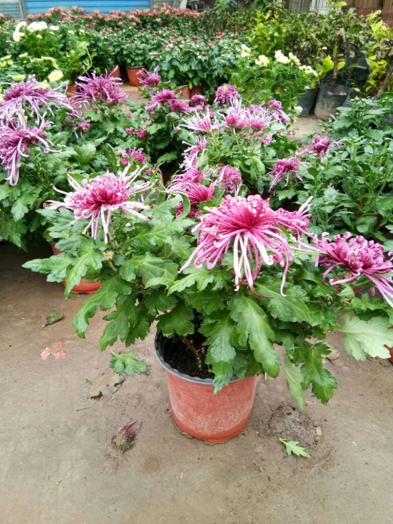 菊花菊花苗包邮大菊花盆栽室内外庭院阳台花卉绿植物四季开