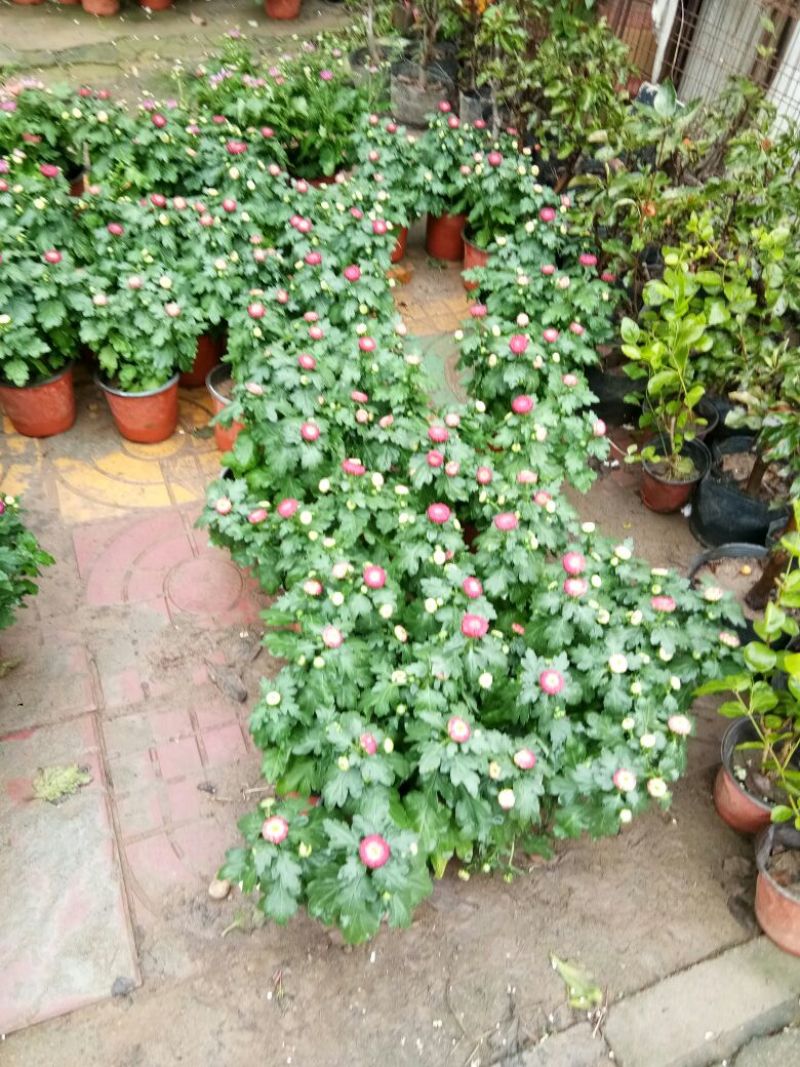 菊花菊花苗包邮大菊花盆栽室内外庭院阳台花卉绿植物四季开