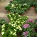 菊花菊花苗包邮大菊花盆栽室内外庭院阳台花卉绿植物四季开