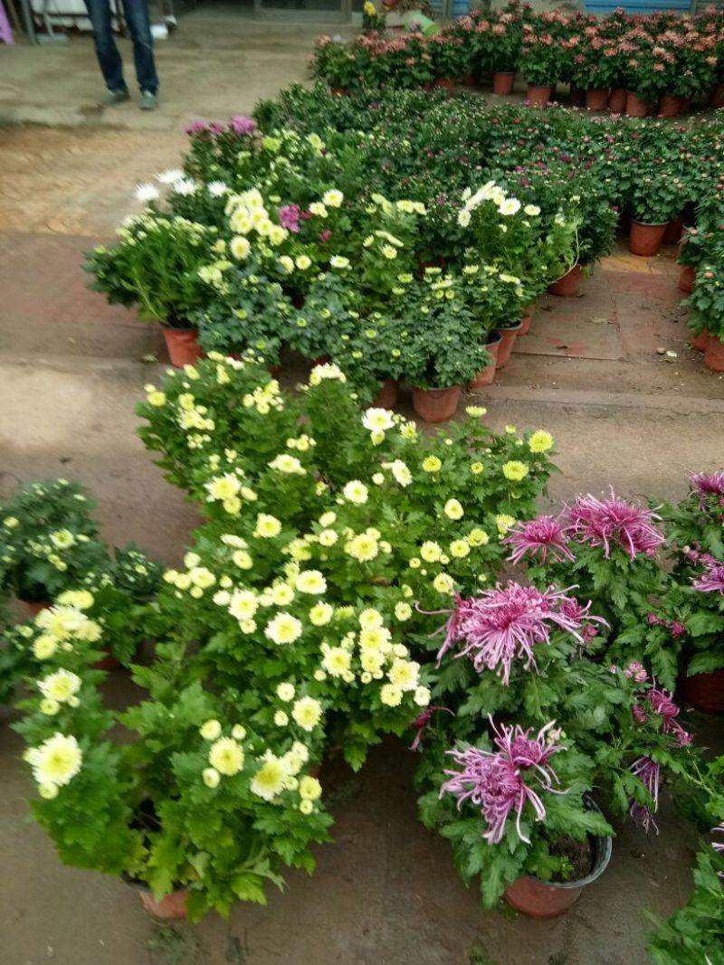 菊花菊花苗包邮大菊花盆栽室内外庭院阳台花卉绿植物四季开