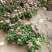 菊花菊花苗包邮大菊花盆栽室内外庭院阳台花卉绿植物四季开