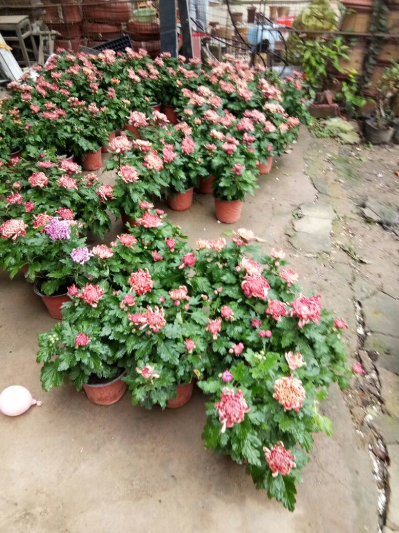 菊花菊花苗包邮大菊花盆栽室内外庭院阳台花卉绿植物四季开