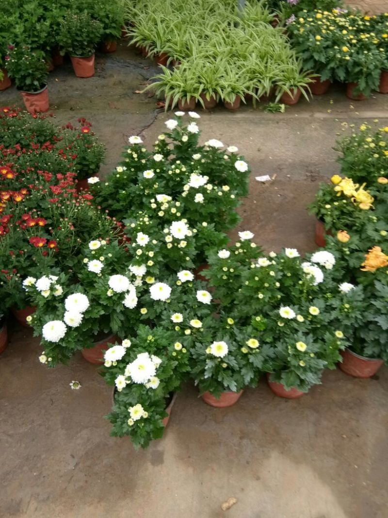 菊花菊花苗包邮大菊花盆栽室内外庭院阳台花卉绿植物四季开
