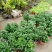 菊花菊花苗包邮大菊花盆栽室内外庭院阳台花卉绿植物四季开