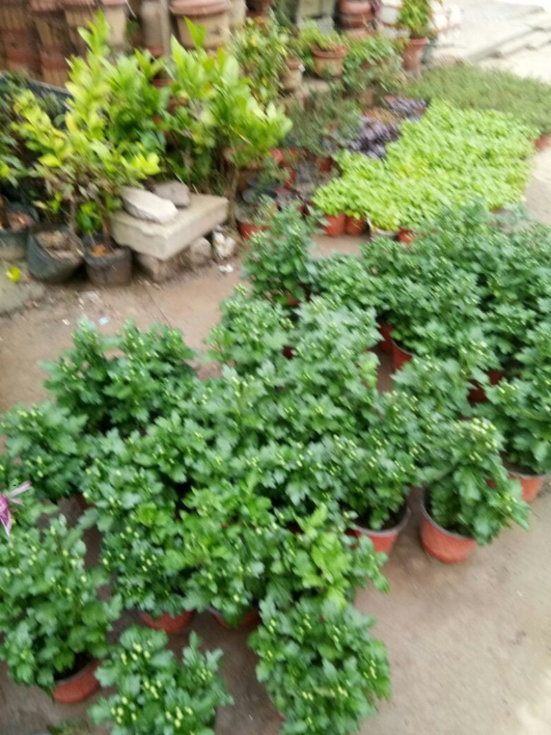 菊花菊花苗包邮大菊花盆栽室内外庭院阳台花卉绿植物四季开