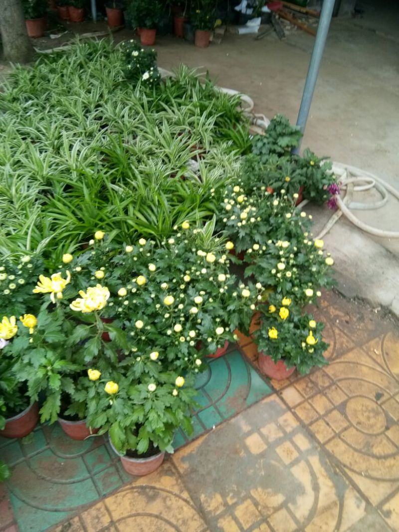 菊花菊花苗包邮大菊花盆栽室内外庭院阳台花卉绿植物四季开