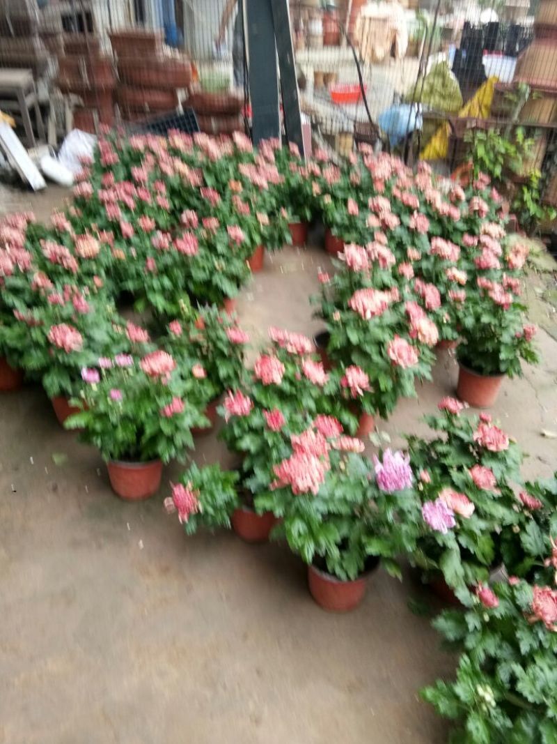 菊花菊花苗包邮大菊花盆栽室内外庭院阳台花卉绿植物四季开