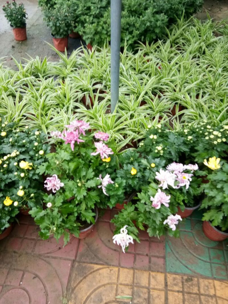 菊花菊花苗包邮大菊花盆栽室内外庭院阳台花卉绿植物四季开