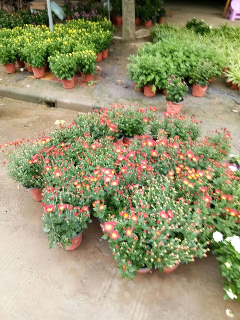 菊花菊花苗包邮大菊花盆栽室内外庭院阳台花卉绿植物四季开