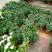菊花菊花苗包邮大菊花盆栽室内外庭院阳台花卉绿植物四季开